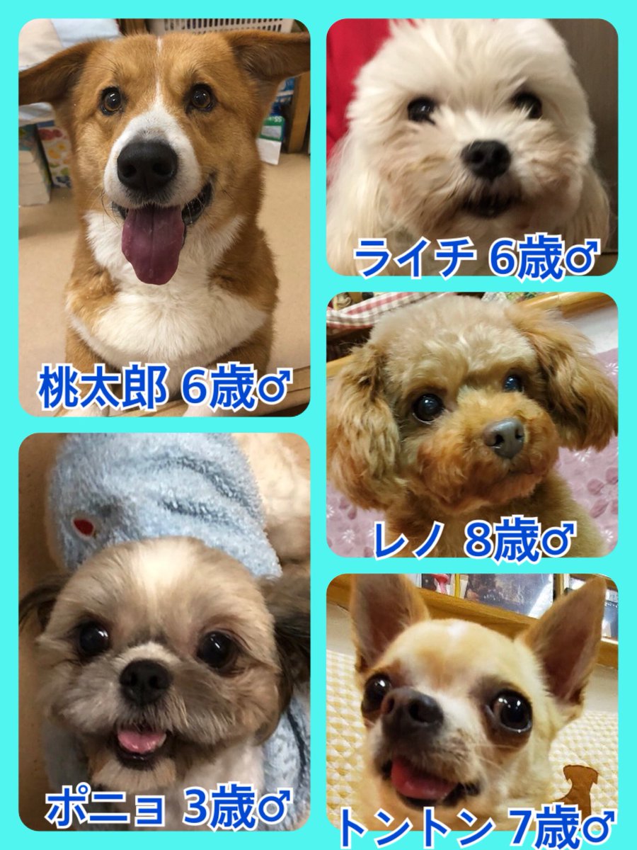 🐾今日の里親様募集中ワンコ🐶メンバーです🐾2020,2,3